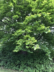Fagus sylvatica