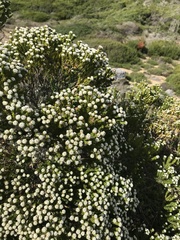 Phylica ericoides ericoides