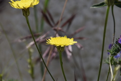 Crepis foetida