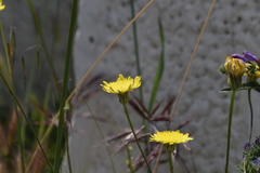 Crepis foetida