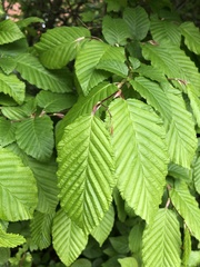 Carpinus betulus