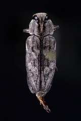 Chrysobothris dentipes