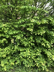 Carpinus betulus