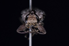 Chrysobothris dentipes