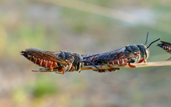 Coelioxys slossoni slossoni