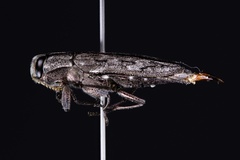 Chrysobothris dentipes
