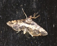 Nacoleia amphicedalis