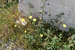 Crepis foetida
