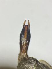 Chrysobothris dentipes