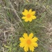 Coreopsis grandiflora saxicola - Photo (c) theo_witsell, algunos derechos reservados (CC BY-NC), uploaded by theo_witsell
