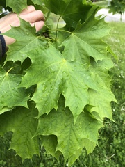 Acer platanoides