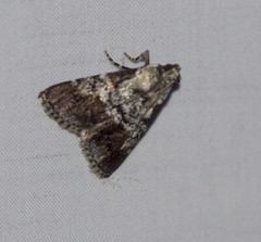 Orthaga rubridiscalis