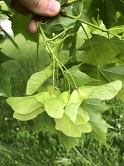 Acer platanoides