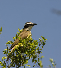 Pitangus sulphuratus
