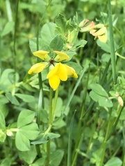 Lotus corniculatus