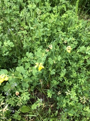 Lotus corniculatus