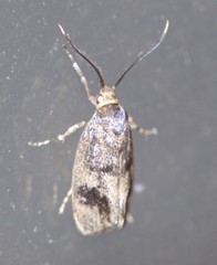 Pycnocera hypoxantha