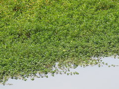 Ludwigia taiwanensis