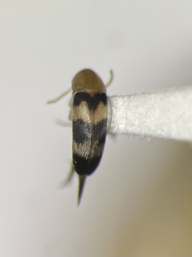 Three-banded Tumbling Flower Beetle