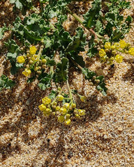 Rorippa subumbellata