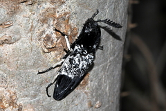 Neolycoreus alluaudi