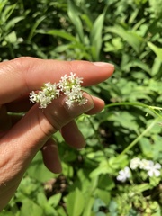 Valerianella umbilicata
