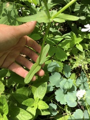 Valerianella umbilicata