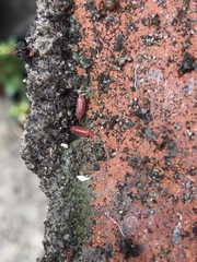 Androniscus dentiger