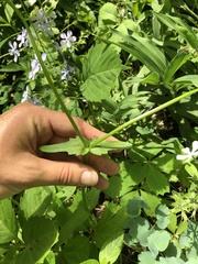 Valerianella umbilicata