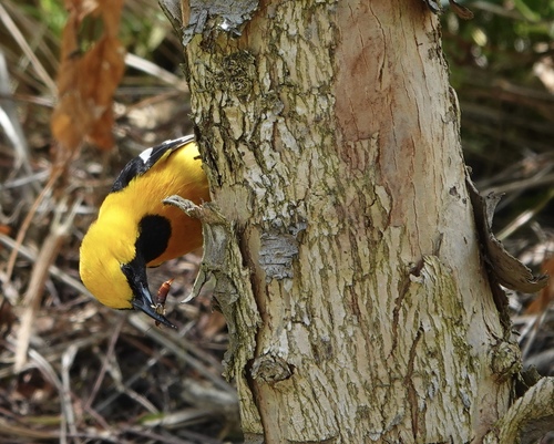 Arizona Hooded Oriole