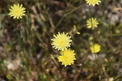 Crepis foetida