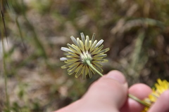 Crepis foetida