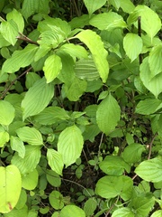 Cornus sanguinea