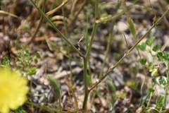 Crepis foetida