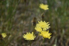 Crepis foetida