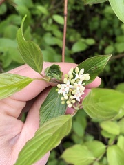 Cornus sanguinea