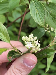 Cornus sanguinea