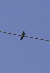 Chlorostilbon lucidus