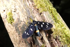Amata phegea