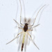 Chironomidae - Photo (c) Don Loarie, alguns direitos reservados (CC BY)