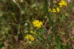 Trigonella esculenta
