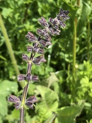 Salvia pratensis
