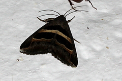 Grammodes bifasciata