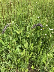 Salvia pratensis