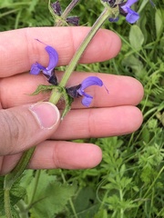 Salvia pratensis