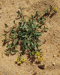 Rorippa subumbellata