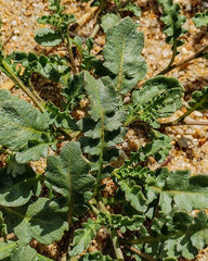 Rorippa subumbellata