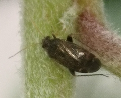 Miridae