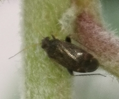 Miridae