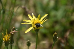 Oxythyrea funesta